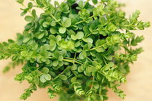 Load image into Gallery viewer, PEPEROMIA DEPPEANA berrykinn
