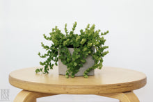 Load image into Gallery viewer, PEPEROMIA DEPPEANA berrykinn

