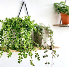 Load image into Gallery viewer, PEPEROMIA DEPPEANA berrykinn
