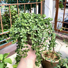 Load image into Gallery viewer, PEPEROMIA DEPPEANA berrykinn
