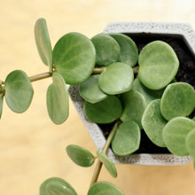 Load image into Gallery viewer, PEPEROMIA HOPE berrykinn

