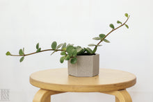 Load image into Gallery viewer, PEPEROMIA HOPE berrykinn
