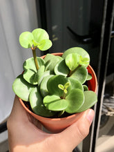 Load image into Gallery viewer, PEPEROMIA HOPE berrykinn

