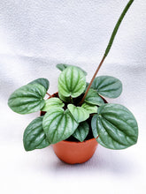 Load image into Gallery viewer, PEPEROMIA MOONLIGHT berrykinn
