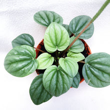 Load image into Gallery viewer, PEPEROMIA MOONLIGHT berrykinn
