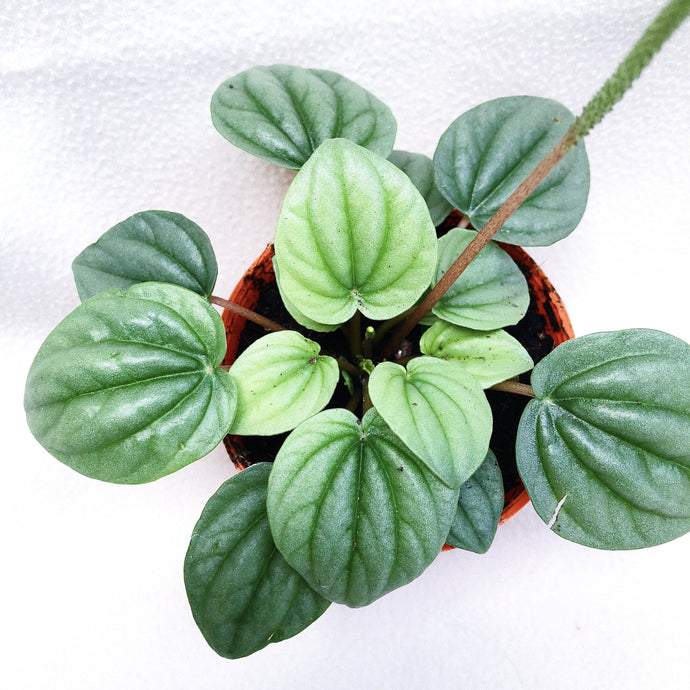 PEPEROMIA MOONLIGHT berrykinn
