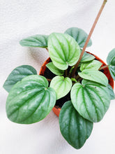Load image into Gallery viewer, PEPEROMIA MOONLIGHT berrykinn
