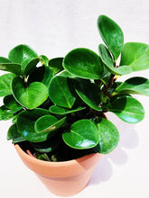 Load image into Gallery viewer, PEPEROMIA OBSTUSIFOLIA berrykinn
