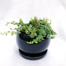 Load image into Gallery viewer, PEPEROMIA PROSTRATA (STRING OF TURTLE) berrykinn
