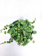 Load image into Gallery viewer, PEPEROMIA PROSTRATA (STRING OF TURTLE) berrykinn
