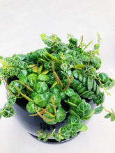 Load image into Gallery viewer, PEPEROMIA PROSTRATA (STRING OF TURTLE) berrykinn
