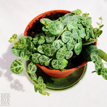Load image into Gallery viewer, PEPEROMIA PROSTRATA (STRING OF TURTLE) berrykinn
