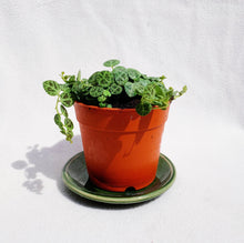 Load image into Gallery viewer, PEPEROMIA PROSTRATA (STRING OF TURTLE) berrykinn
