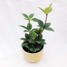 Load image into Gallery viewer, PEPEROMIA PUTEOLATA berrykinn
