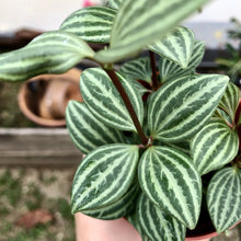 Load image into Gallery viewer, PEPEROMIA PUTEOLATA berrykinn
