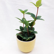 Load image into Gallery viewer, PEPEROMIA PUTEOLATA berrykinn
