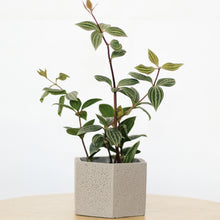 Load image into Gallery viewer, PEPEROMIA PUTEOLATA berrykinn
