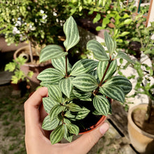 Load image into Gallery viewer, PEPEROMIA PUTEOLATA berrykinn
