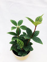 Load image into Gallery viewer, PEPEROMIA PUTEOLATA berrykinn
