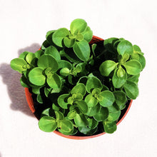 Load image into Gallery viewer, PEPEROMIA ROTUNDIFOLIA berrykinn
