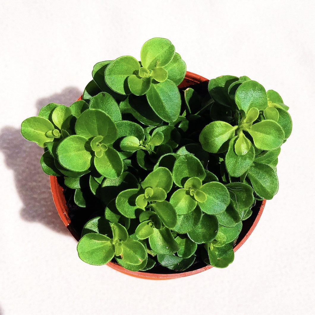 PEPEROMIA ROTUNDIFOLIA berrykinn