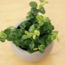 Load image into Gallery viewer, PEPEROMIA ROTUNDIFOLIA berrykinn
