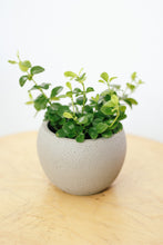 Load image into Gallery viewer, PEPEROMIA ROTUNDIFOLIA berrykinn
