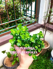 Load image into Gallery viewer, PEPEROMIA ROTUNDIFOLIA berrykinn
