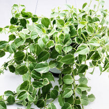 Load image into Gallery viewer, PEPEROMIA SCANDENS (VARIEGATED) berrykinn
