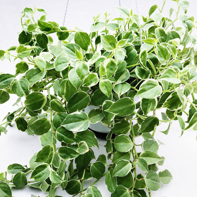 PEPEROMIA SCANDENS (VARIEGATED) berrykinn