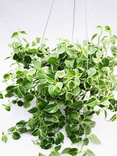 Load image into Gallery viewer, PEPEROMIA SCANDENS (VARIEGATED) berrykinn
