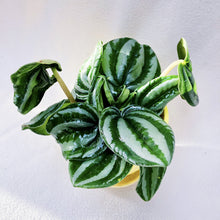 Load image into Gallery viewer, PEPEROMIA VERSCHAFFELTII berrykinn
