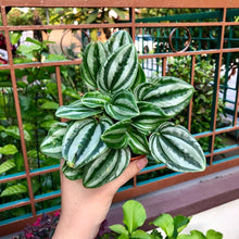 Load image into Gallery viewer, PEPEROMIA VERSCHAFFELTII berrykinn
