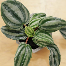 Load image into Gallery viewer, PEPEROMIA VERSCHAFFELTII berrykinn
