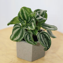 Load image into Gallery viewer, PEPEROMIA VERSCHAFFELTII berrykinn
