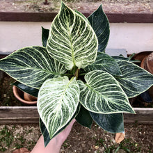 Load image into Gallery viewer, PHILODENDRON BIRKIN berrykinn

