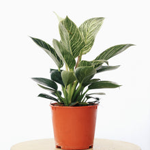 Load image into Gallery viewer, PHILODENDRON BIRKIN berrykinn
