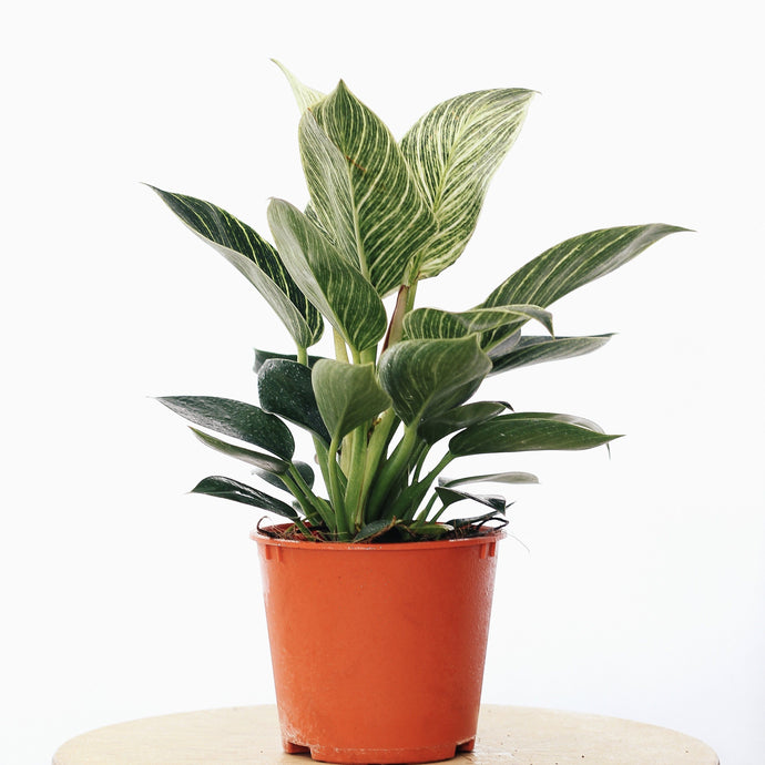PHILODENDRON BIRKIN berrykinn