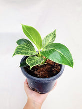 Load image into Gallery viewer, PHILODENDRON BIRKIN berrykinn
