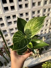 Load image into Gallery viewer, PHILODENDRON BIRKIN berrykinn
