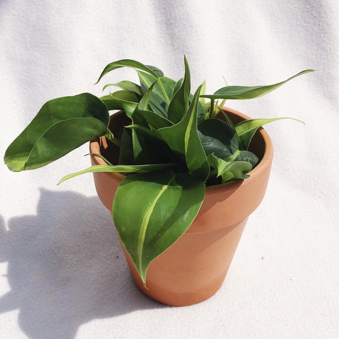 PHILODENDRON BRASIL berrykinn