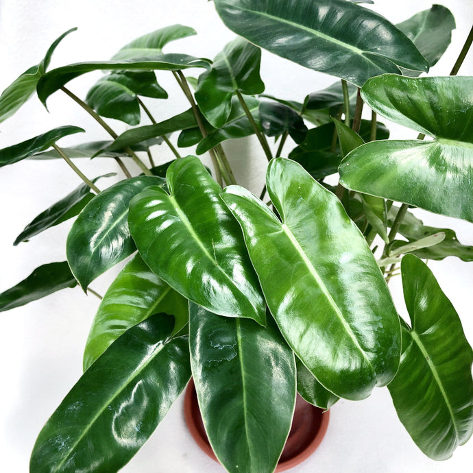 PHILODENDRON BURLE MARX berrykinn