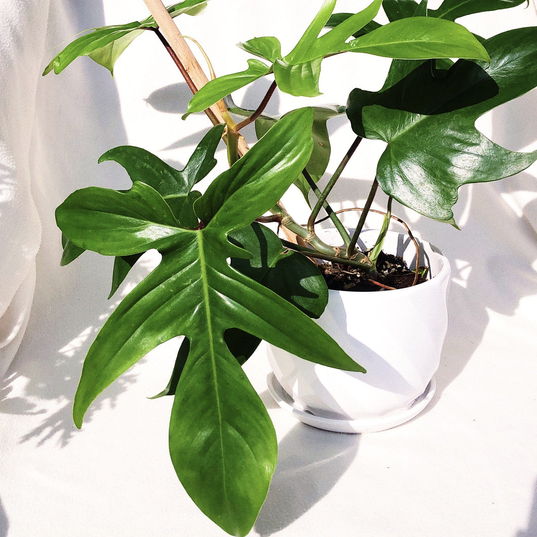 PHILODENDRON FLORIDA GHOST berrykinn