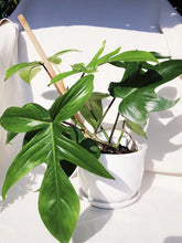 Load image into Gallery viewer, PHILODENDRON FLORIDA GHOST berrykinn
