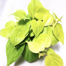 Load image into Gallery viewer, PHILODENDRON HEDERACEUM LEMON LIME berrykinn
