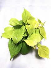 Load image into Gallery viewer, PHILODENDRON HEDERACEUM LEMON LIME berrykinn
