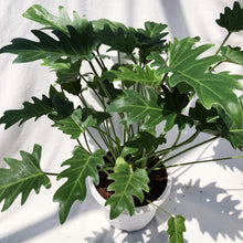 Load image into Gallery viewer, PHILODENDRON XANADU berrykinn
