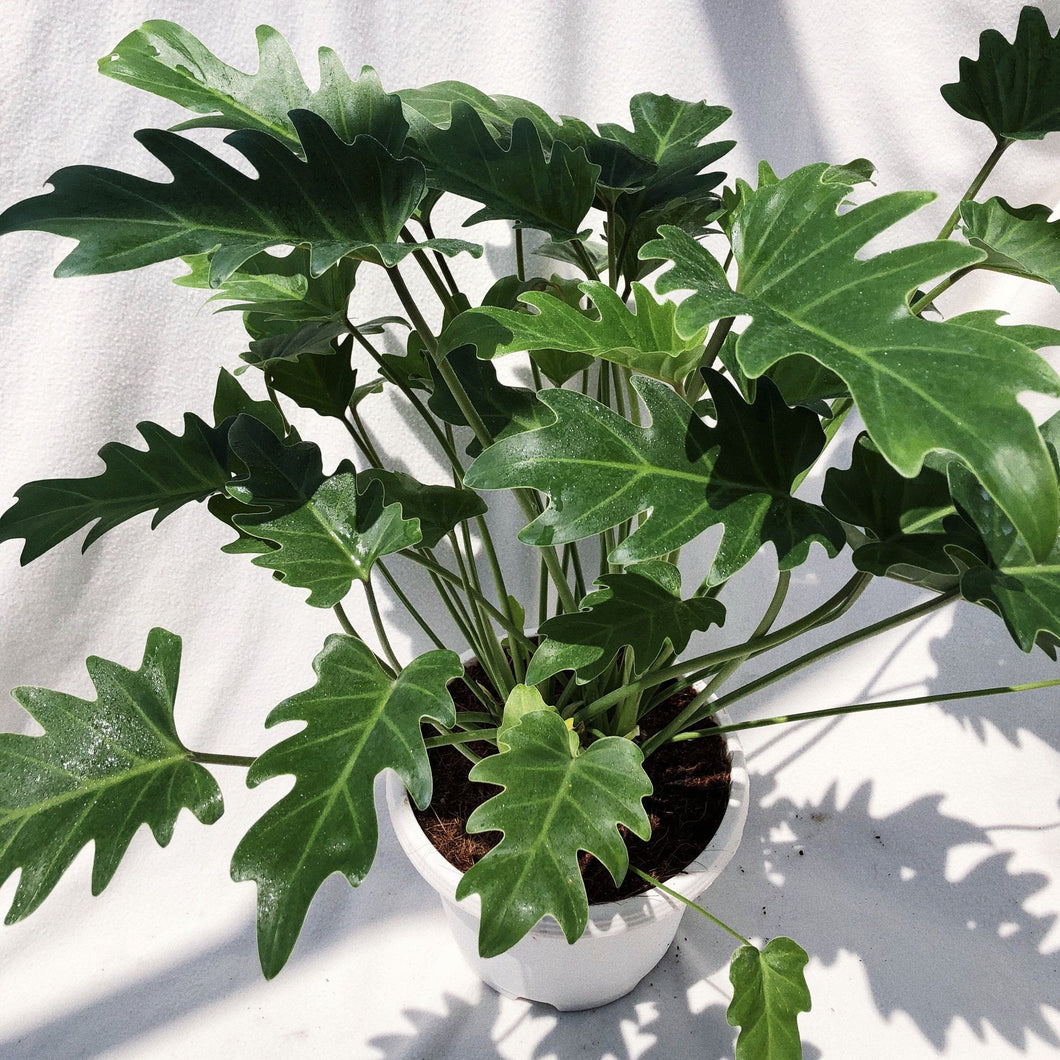 PHILODENDRON XANADU berrykinn