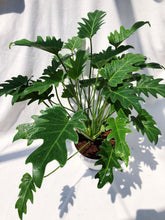 Load image into Gallery viewer, PHILODENDRON XANADU berrykinn
