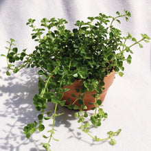 Load image into Gallery viewer, PILEA DEPRESSA BABY TEARS berrykinn
